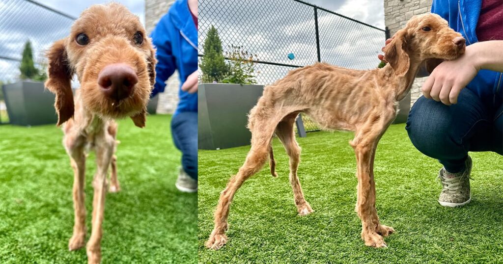 From Neglect to Luxury: The Incredible Transformation of a Starving Dog!