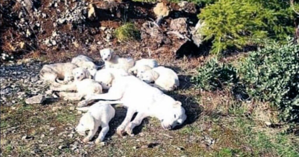 Rescued: Mother Dog and 8 Puppies Found Bound in Forest, Now Safe and Sound
