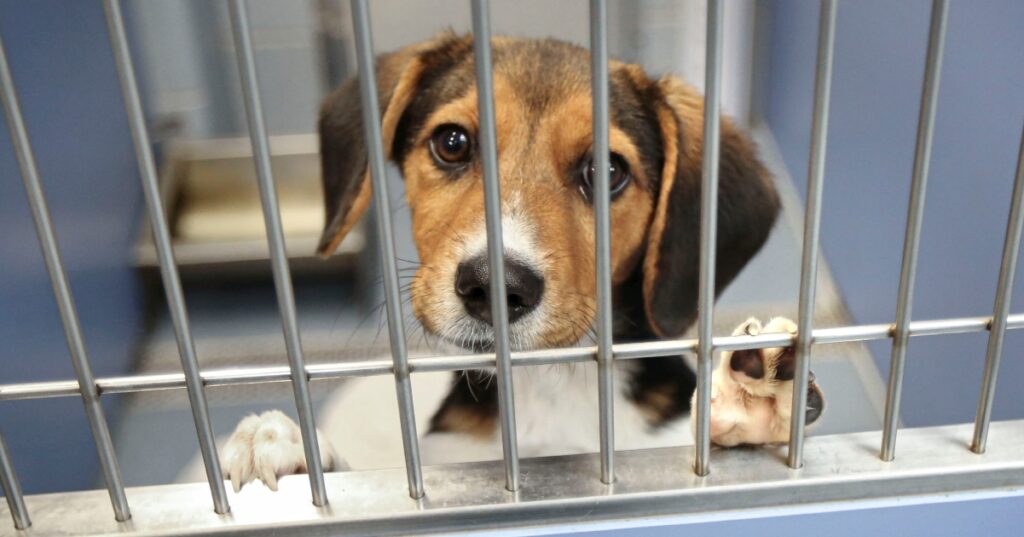 Abandoned: Woman Leaves Friend's Dog at Shelter While He's Away