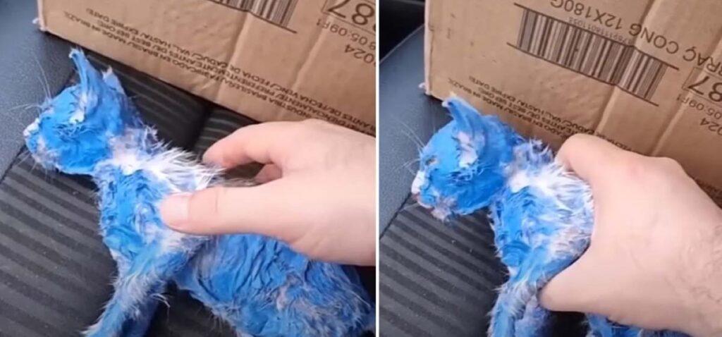 Heroic Animal Rescues Cat Dyed Blue by Monster: A Heartwarming Tale of Gratitude