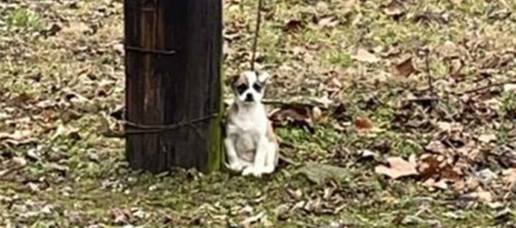Unbelievable Discovery: Woman Finds Forgotten Creature Tied Up – What Owners Did Makes Little One's Response Unexpected