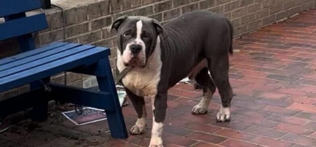 Touching Rescue: Dog Tied to Bank Thanked in Unforgettable Way