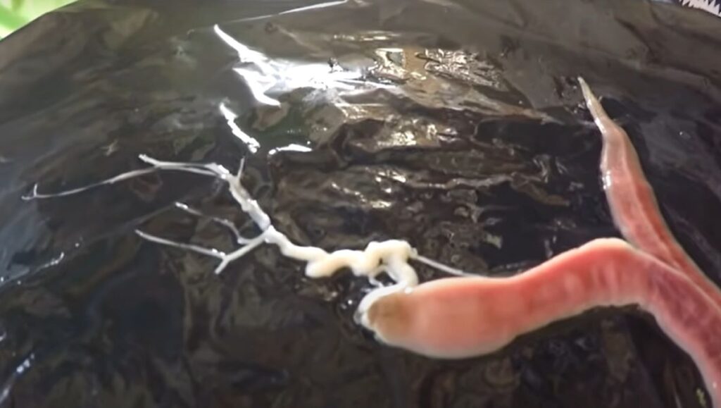 Unveiling the Mysterious 'Alien Worm' - Captivating Images of this Strange Creature