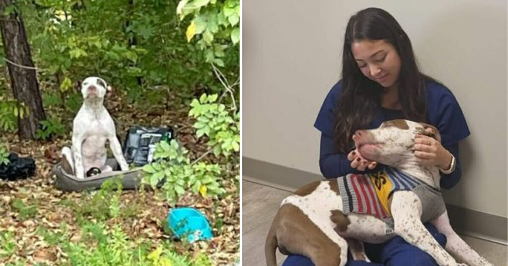 Abandoned in the Woods: The Heartbreaking Discovery of a Dog with a Broken Leg
