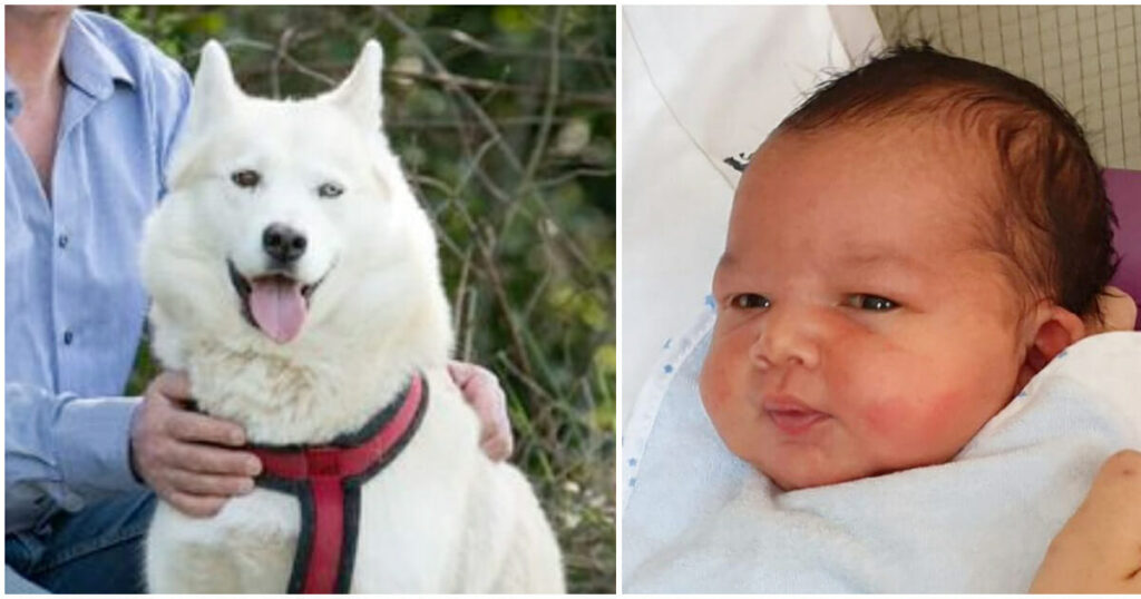 Heroic Husky Discovers Abandoned Baby in the Park