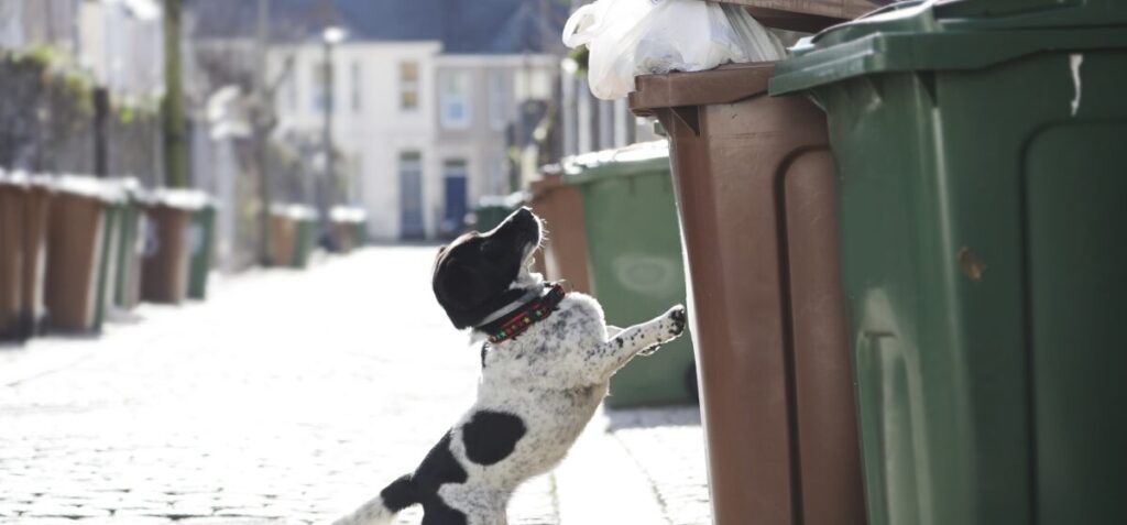 Surprising Discovery: Dog Finds Plastic Bag in Trash and Owner is Shocked by What's Inside