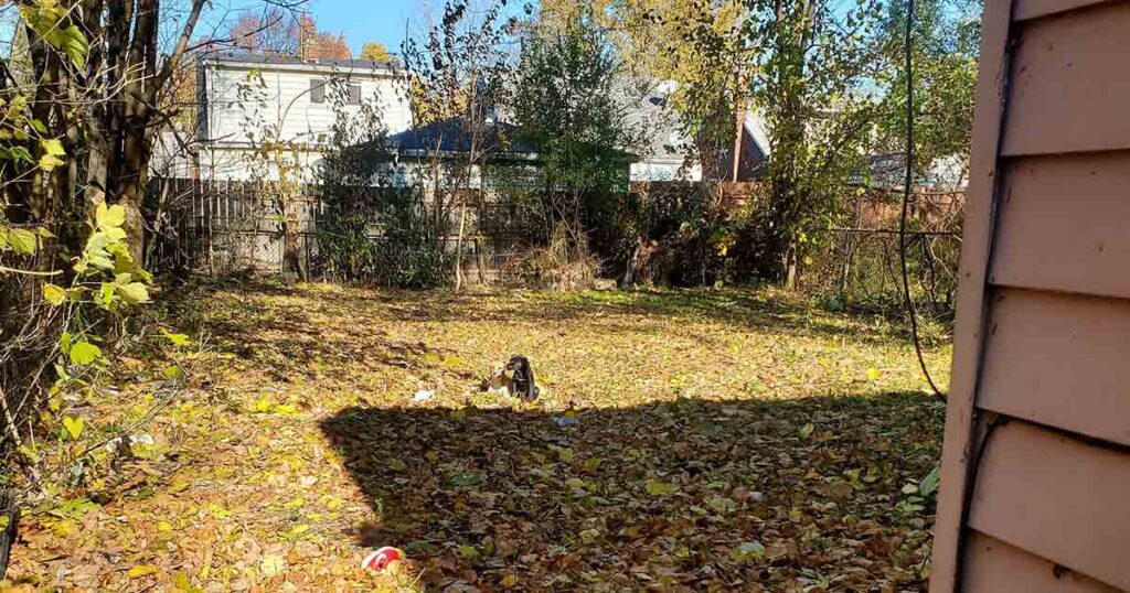 Shocking Encounter: Electrician Finds Unexpected Guests in Abandoned House and Calls for Help