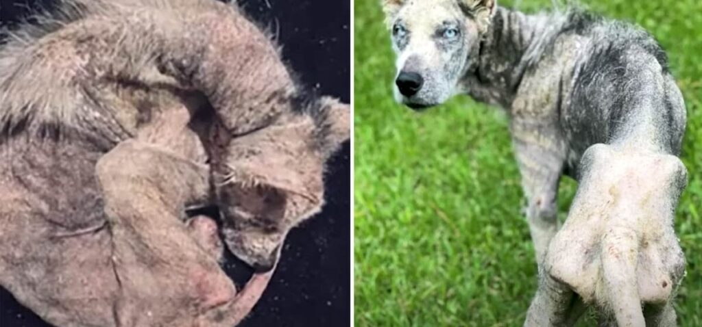Abandoned Dog Left for Dead - You Won't Believe How He Looks Months Later