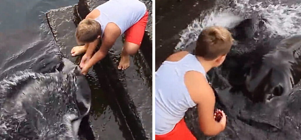 The Little Boy Who Chases Giants: A Daily Quest to Spot the Sea Monster
