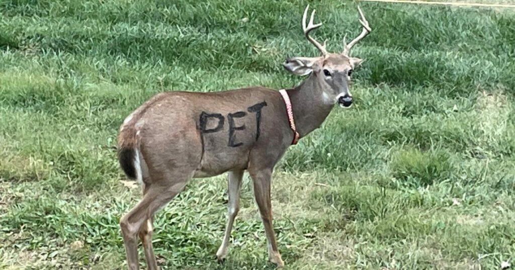 PET-ly Painted Heart and Collared - Police Issues Warning
