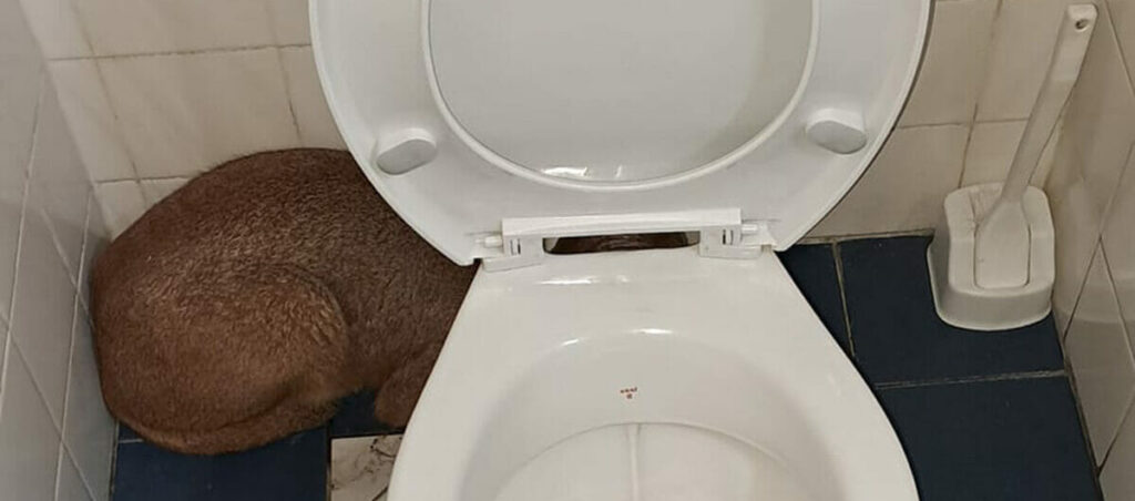 Frozen in Shock: Dock Worker Finds Unexpected Surprise in Bathroom
