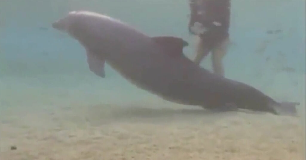 Discovery of a Mysterious Dolphin Leads to a Miraculous Turn of Events