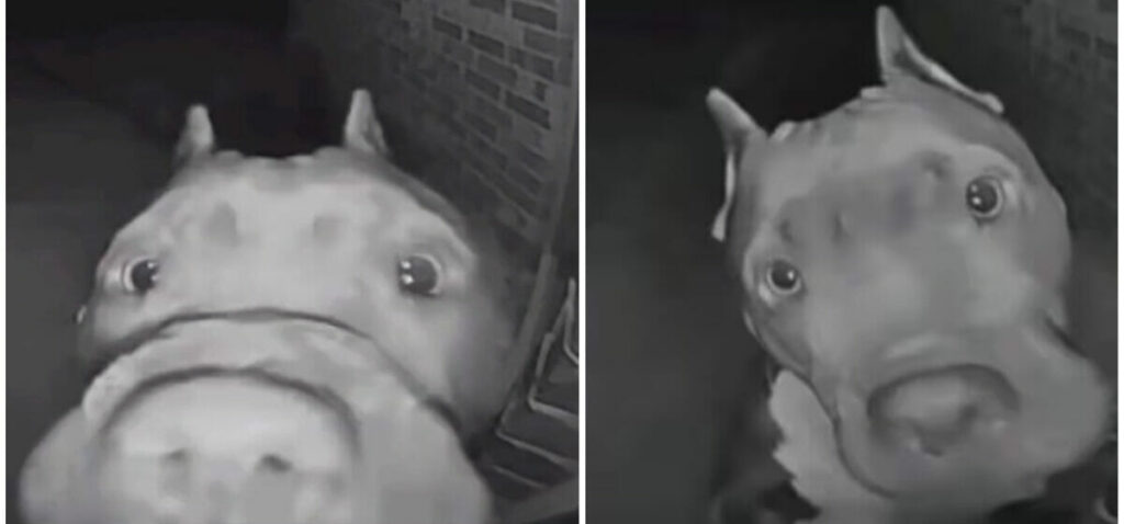 Late Night Surprise: Woman Wakes to Doorbell at 4 AM, Finds Neighbor's Dog Paying a Visit