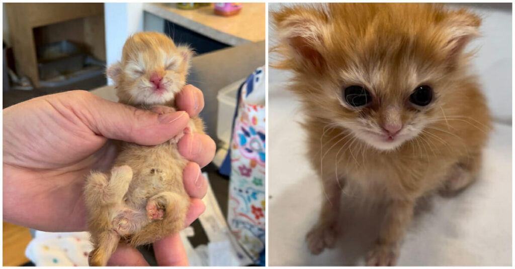 Rescued: Hond turns hero as he saves deformed stray kitten - now she's getting a second chance