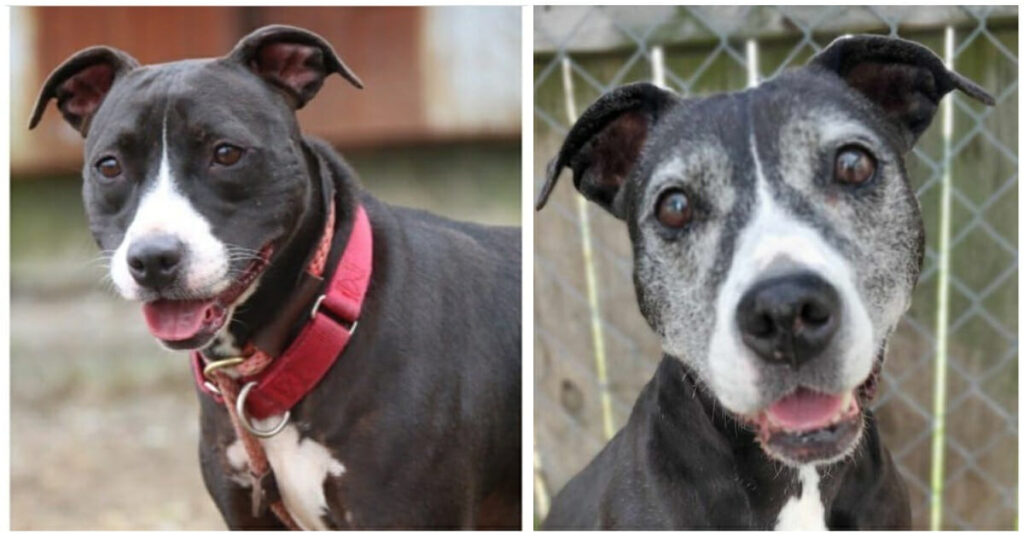 From Overlooked to Loved: 11-Year-Old Pitbull Finally Finds His Forever Home