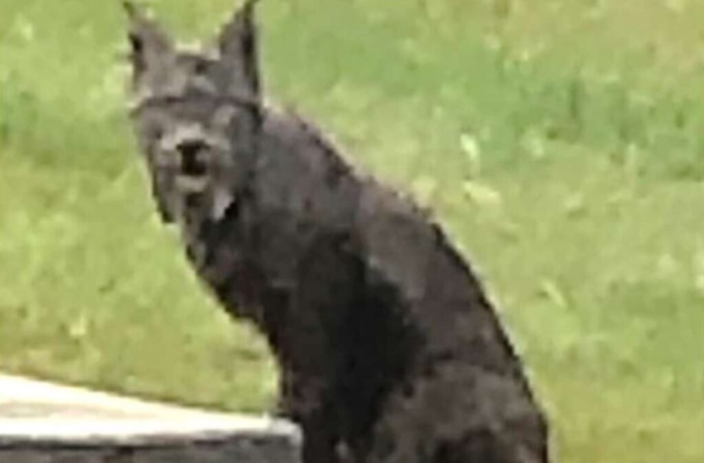Rare Sight: Black Canadian Lynx Captured on Film for the First Time