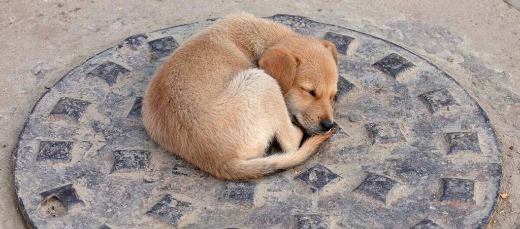 The Curious Case of the Unruly Hound: Uncovering the Mystery of the Talking Sewer Cover