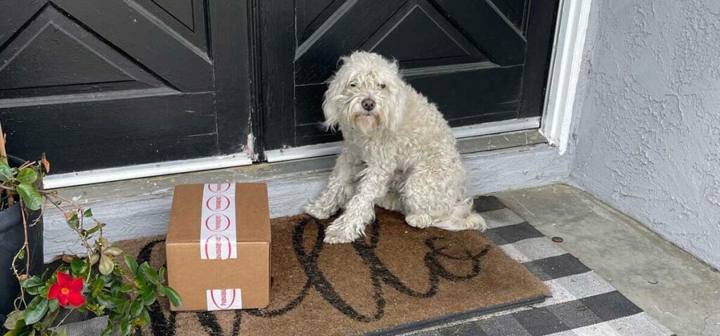 Sneaky Stray Dog Sneaks into House and Knock-Knocks - What Happens Next Will Surprise You!