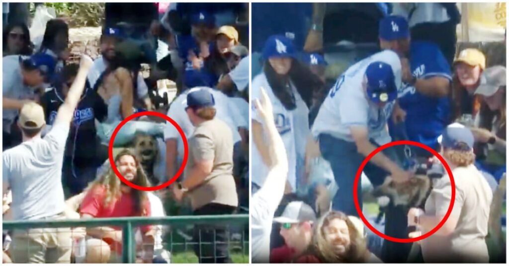 Home Run Hijinx: Dog Steals the Show with Incredible Catch!