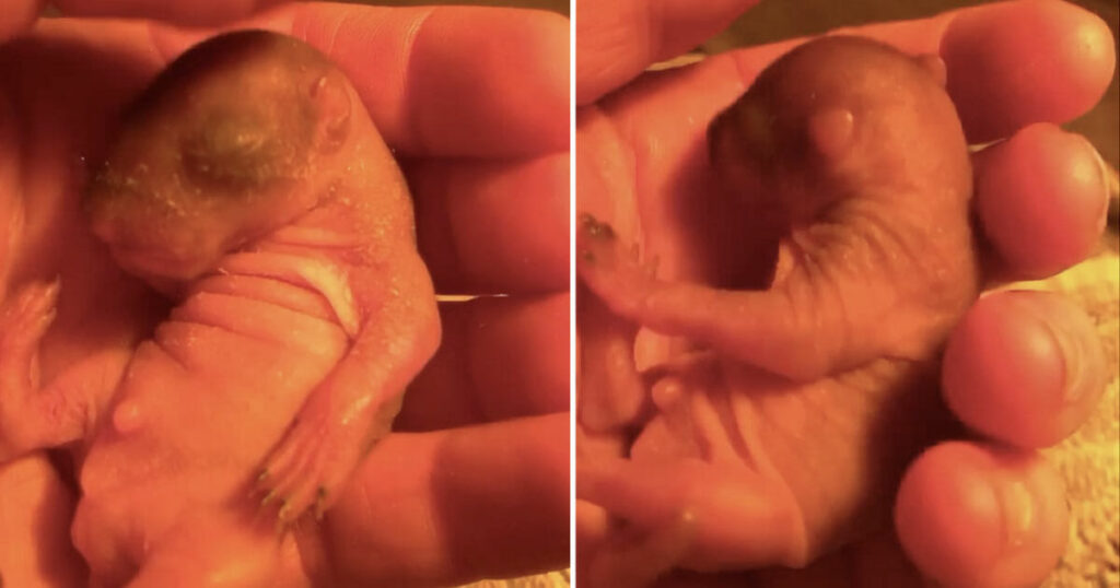 From Tiny Pink Creature to Majestic Adult: The Journey of a Woman and her Mysterious Find