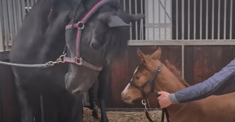 A Mother's Love: Heartbroken Mare Meets Orphaned Foal and Miracles Happen
