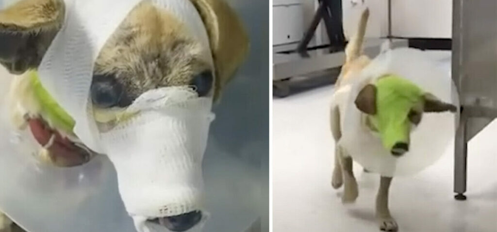 Lured as Bait for Fighting Dogs, She Nearly Lost Her Face - See Her Amazing Transformation Today