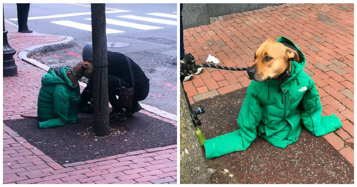 Kind-hearted Woman Gives Jacket to Shivering Dog, Unknowingly Captured in Heartwarming Moment