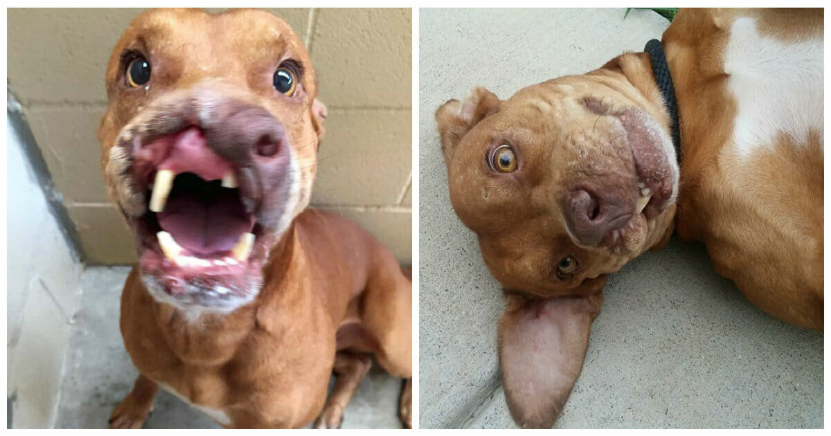 From Dumped to Rescued: The Incredible Transformation of a Dog with a Second Chance
