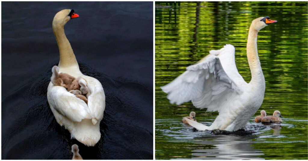 Guardian Swan: Male Swan Steps Up to Care for Babies After Mother's Death