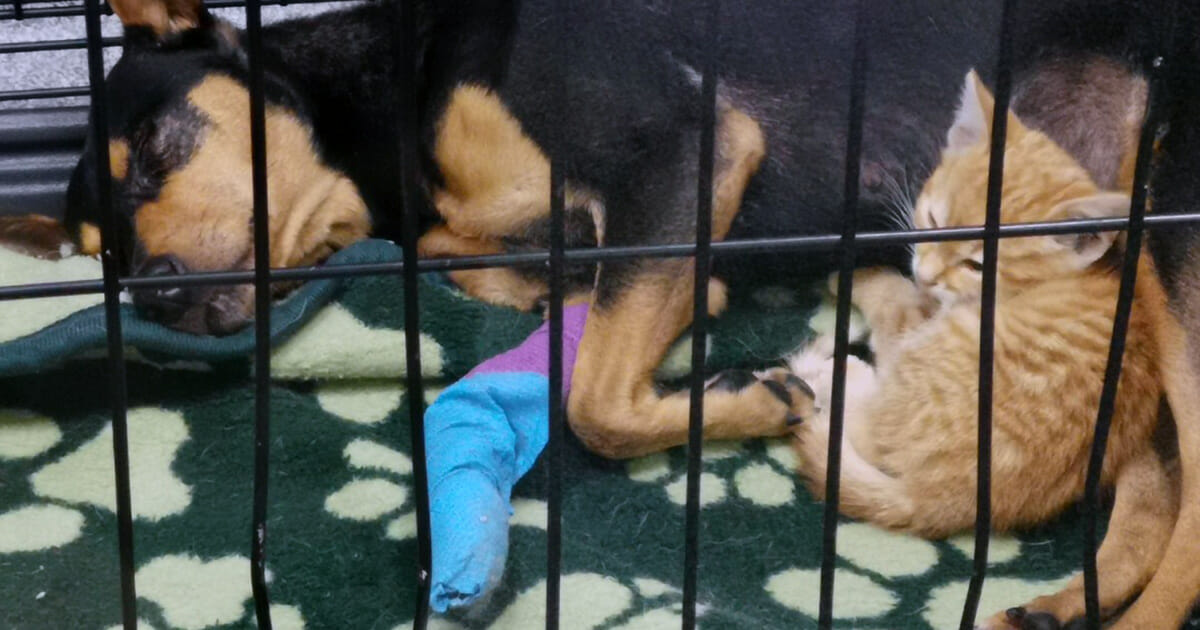 Adventures of a Brave Kitten: Escaping the Cage for a Night of Cuddling with a Scared Puppy