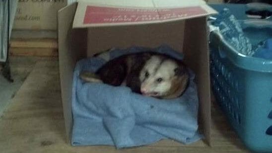 Compassionate Woman Offers Aging Opossum Sanctuary in Her Garage