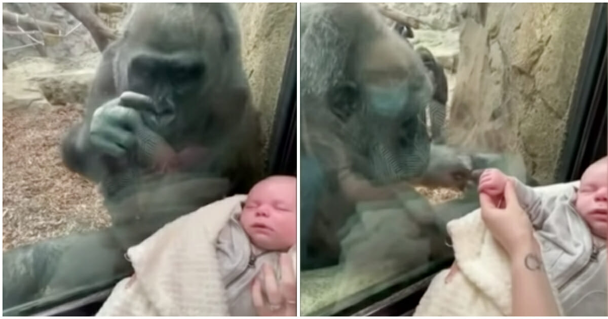 Curious Mother Gorilla Admires Woman’s Baby and Shows Off Her Own with Pride