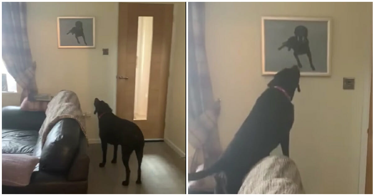 Dog’s Heartwarming Reaction to Painting of Late Brother