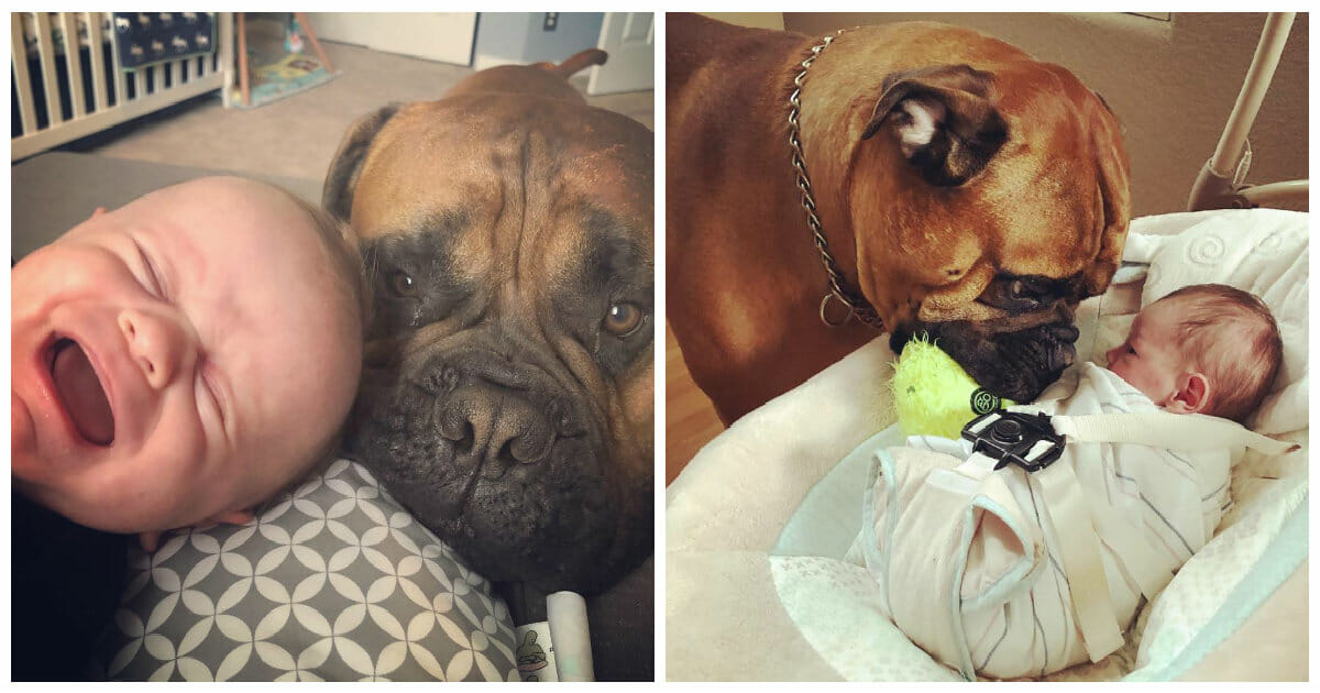Furry Guardian: Hond biedt favoriete speeltje aan wanneer baby huilt