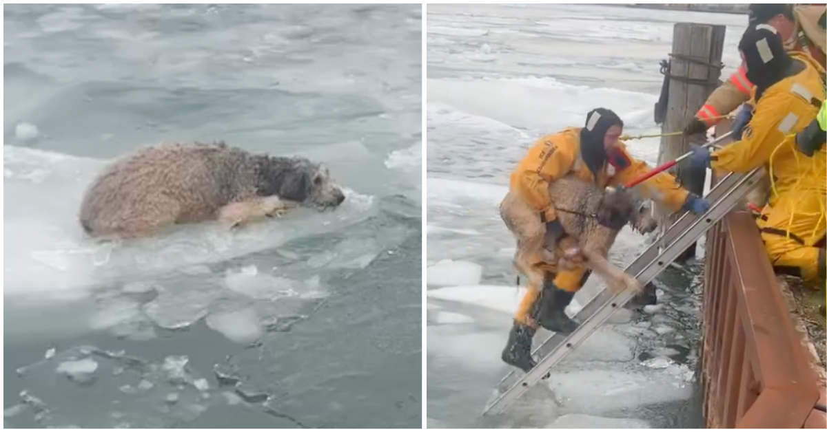Heroes in Action: Police and Firefighters Rescue Labradoodle Trapped in Icy River