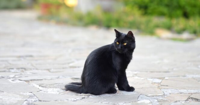 zwarte kat
