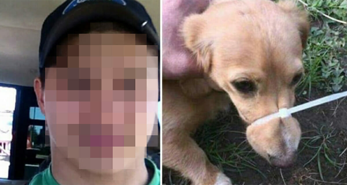 Muzzle Madness: Puppy’s Mouth Taped Shut to Silence Barking – and Brags About It Online