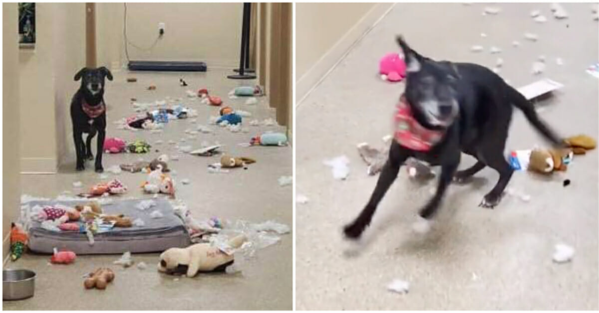Rambunctious Shelter Dog Escapes and Parties All Night with Squeaky Toys