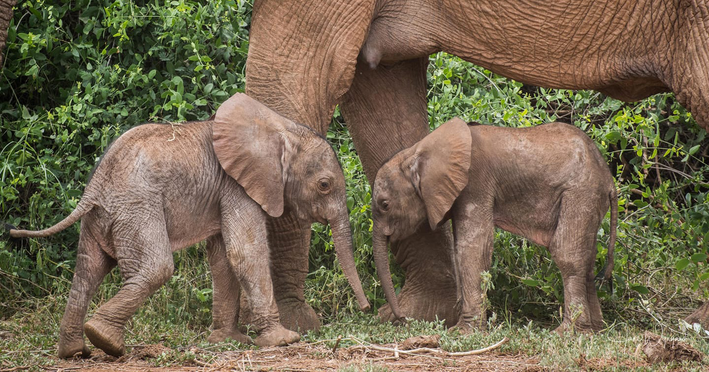 Rare Elephant Twins Born in Kenyan Wildlife Reserve: A Miracle in the Wild