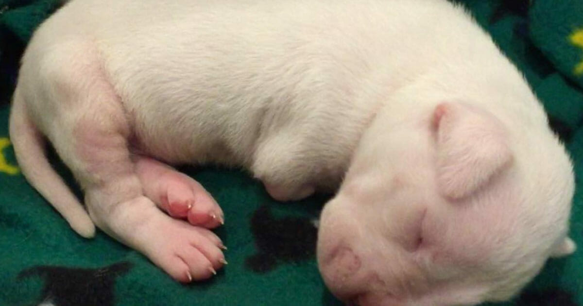 Rescue and Redemption: Foster Dad Saves Pups Without Front Legs from Euthanasia, Gives Them a Fighting Chance