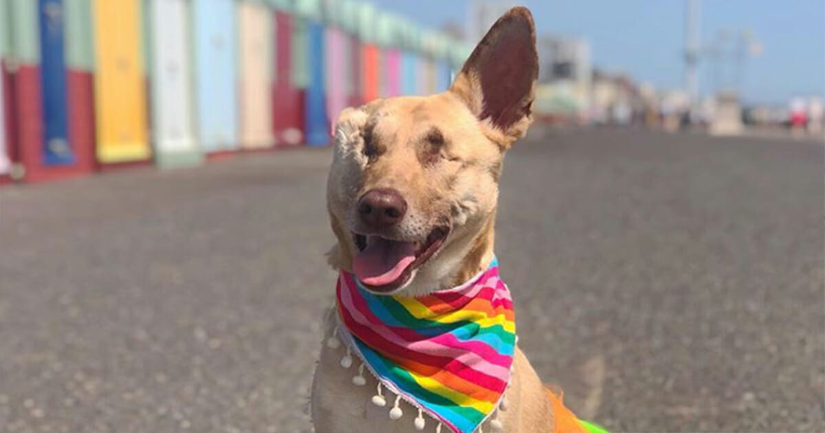 Resilient Ruff: Pregnant Dog Shot 17 Times and Ear Cut Off Qualifies as Therapy Dog