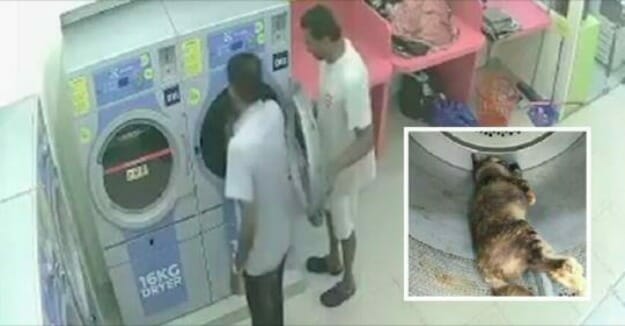 The Devilish Act: Two Devils Put a Pregnant Cat in a Dryer and Hit Start