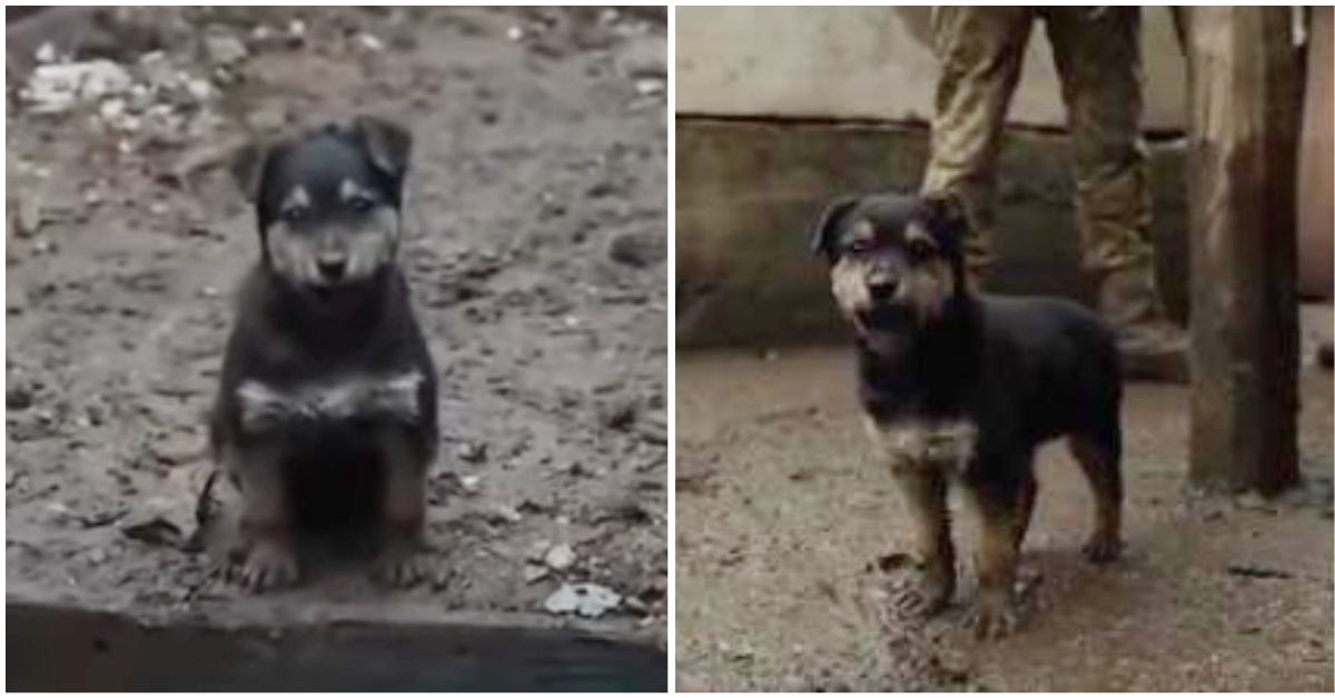 Ukrainian Soldiers Rescue Stray Puppy, Make Him Their Guardian Angel