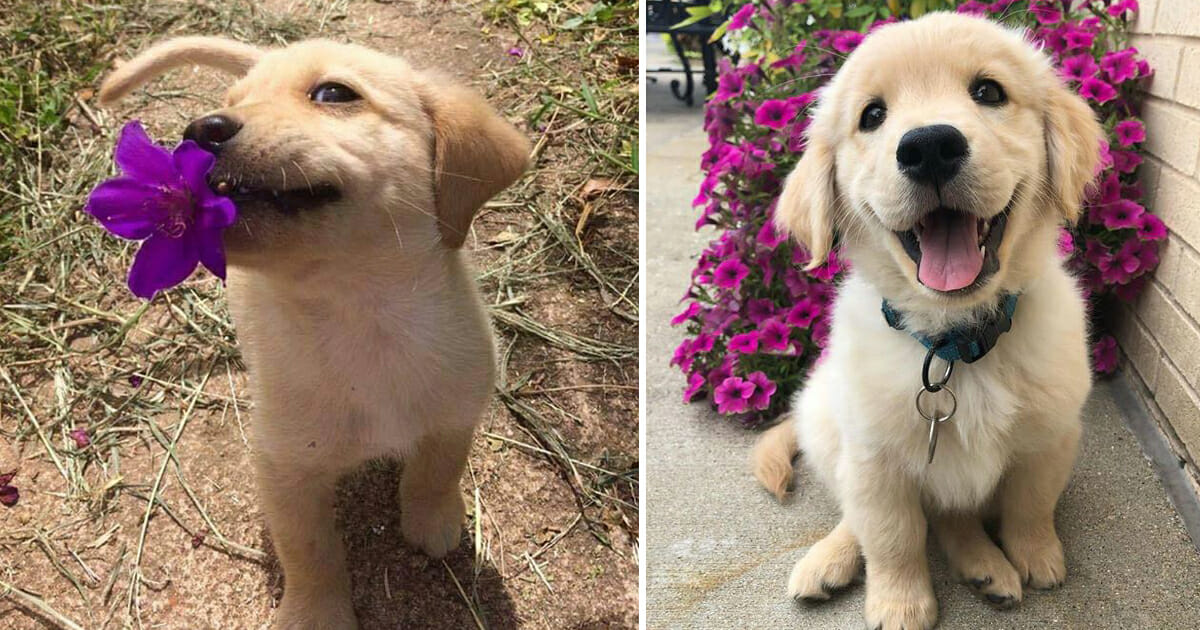 17 Adorably Playful Puppy Photos Guaranteed to Brighten Your Day