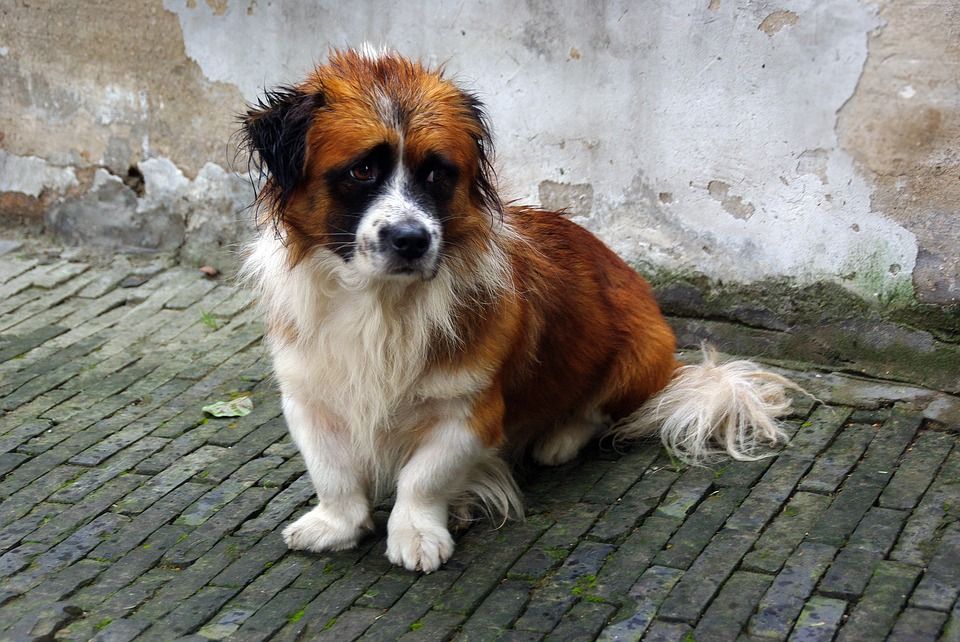 Image result for dogs china