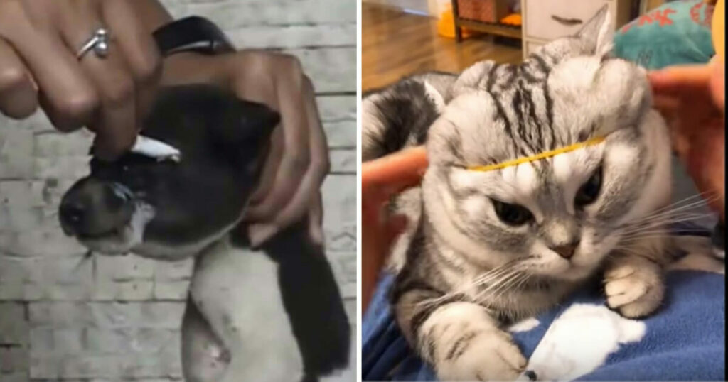 Unleashing Cruelty: Experts Sound Alarm on Horrifying Trend of Youth Abusing Cats and Dogs Live Online