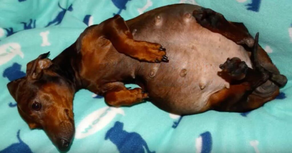 Abandoned and Pregnant: The Shocking Discovery Made by a Veterinarian