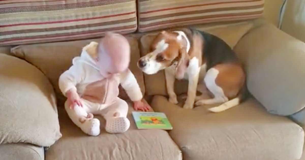 Belangrijk nieuws voor familiehond: Ontroerende reactie op dochtertje