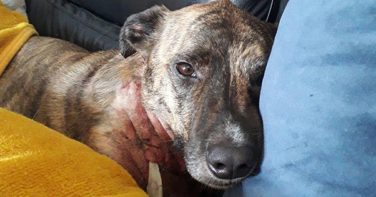 Death-defying Walk: Dog Takes Final Stroll with Owner, Attacked by Two Rabid Dogs