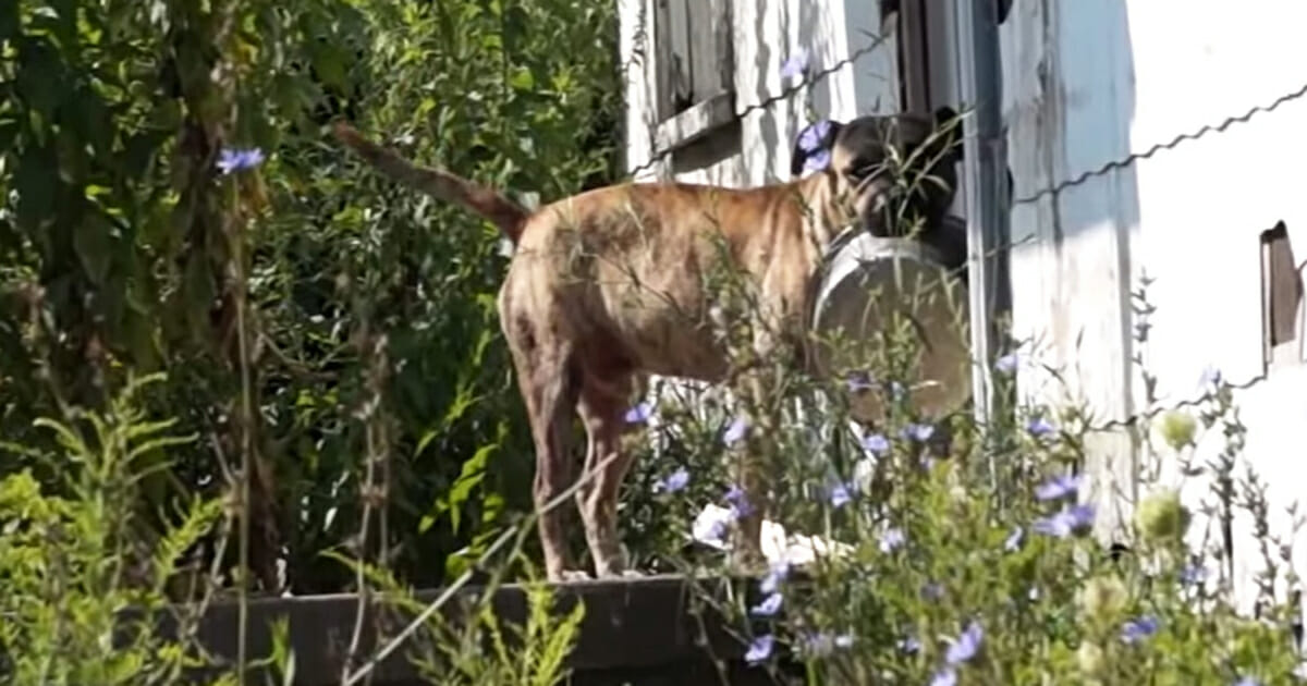 Desperate Dog Goes Door to Door with Heartbreaking Plea